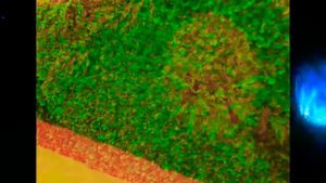 Фитостена из искусственных растений САД-ПРЕСТИЖ