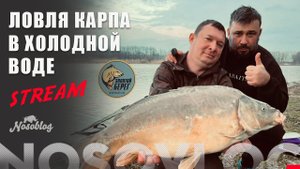 Ловля карпа в холодной воде стрим А.Колесникова, Золотой Берег
