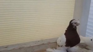 Узбекские голуби капканы