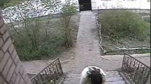 марема-абруцкая овчарка=)