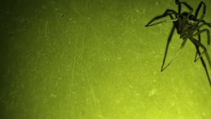 Что нельзя делать при укусе Паука!