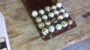 Какой должен быть вес идеального инкубационного яйца у перепелов?