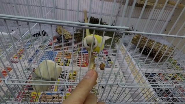 Приручаю синицу. Parus major. male. смотреть онлайн