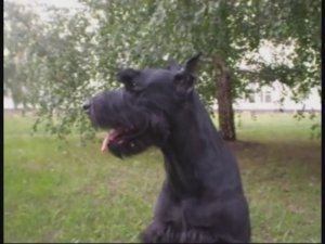 Шигаев Роман и ризеншнауцер Банзай. Тренировка. Тольятти, лето 2009.
