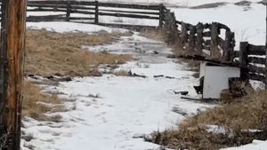 Гусеводство