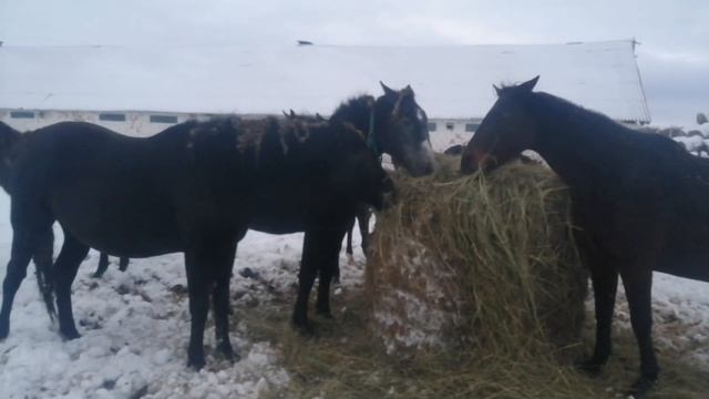 Пригнал лошадей на базу. Важность водопоя для лошадей зимой смотреть онлайн