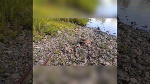 Рыбалка. Ловим хариуса. Магаданская область.