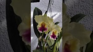 BLC GOLDENZELLE LESCA