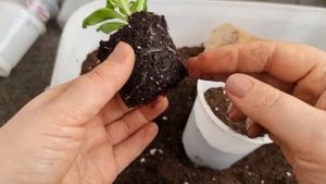 ?Черенки петунии укоренились! Дальше посадка и уход за петунией???