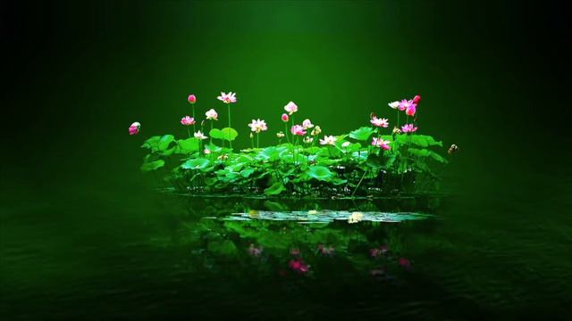 Beautiful Lotus  relaxing bamboo flute music  Zen Lotus