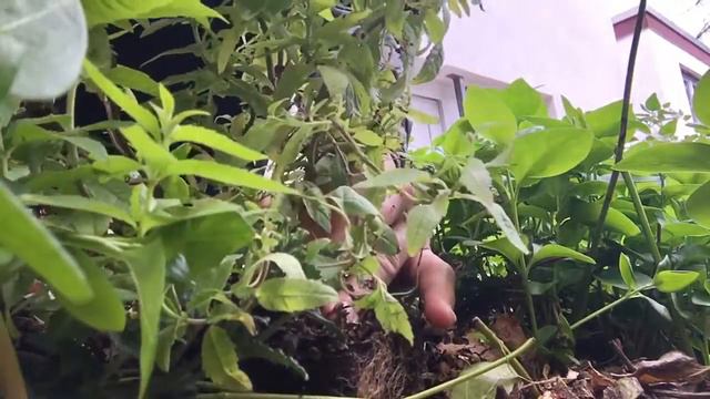 One Seed A Day OSAD 09.06.2020 Aloysia Citrodora Lemon Verbena Cidrón Zitronenverbene 马鞭草柠檬 смотреть онлайн