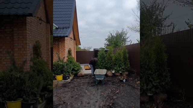 туя БРАБАНТ #туя #живаяизгородь #туябрабант #купитьтую