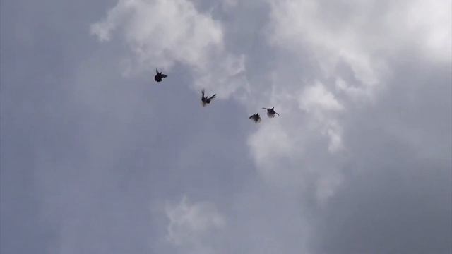 Полеты голубей 12.07.2017 смотреть онлайн