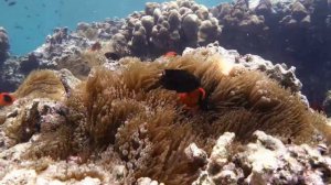 разнообразие рыб #рыбы #море #океан #черепаха #животные