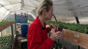 ПЕТУНИЯ КАК ПРАВИЛЬНО ПРИЩИПЫВАТЬ АМПЕЛЬНУЮ ПЕТУНИЮ