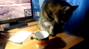 Кошка пьёт кофе