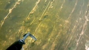 Сазан. Подводная охота на НТ. Волга. #сазан #рыбалка #подводнаяохота #волгоград #волга #кино