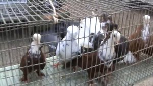 Ярмарка голубей г.Кореновск 11.06.2023г. 1часть