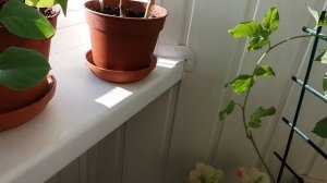 Бугенвиллия зимовка. Цветение бугенвиллий зимой на балконе