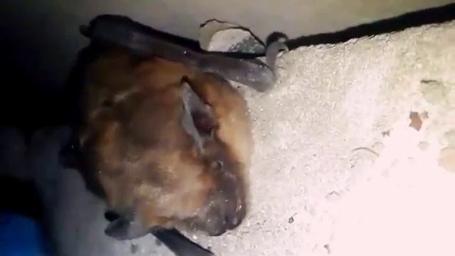 Летучая мышь, вампир?) смотреть онлайн