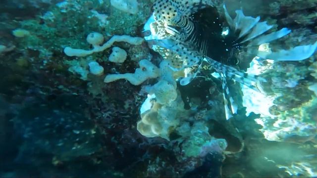 Eagle Ray Sea Stories: The Most Stunning and Fascinating Facts About these Amazing Creatures
