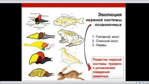 Эволюция нервной системы