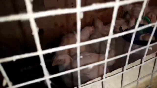 Вес Бройлера 30 дней./Результат СУПЕР!/Бройлер КООБ-500./Скоро "ням-ням"!07.04.18 г. смотреть онлайн