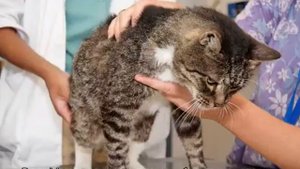 Болезни почек у кошек