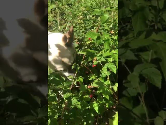 Феня и малина #shorts смотреть онлайн