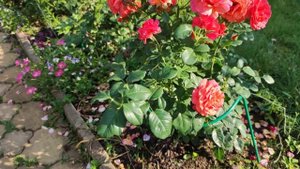 Роза Изи Даз Ит. Яркая красота.