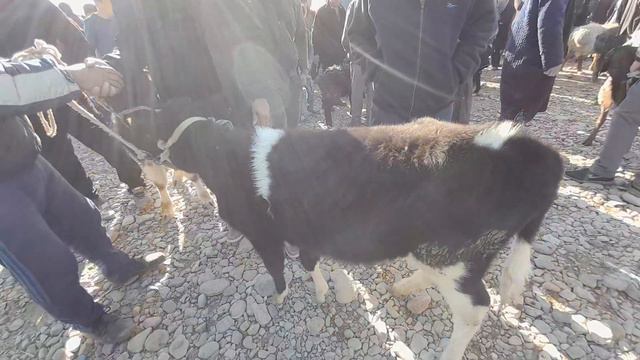 MUZRABOT PETIR MOLBOZORI G'UNOJIN BUZOVLAR KATTA XÒKIZCHALAR NARXLARI 24.03.2023YIL