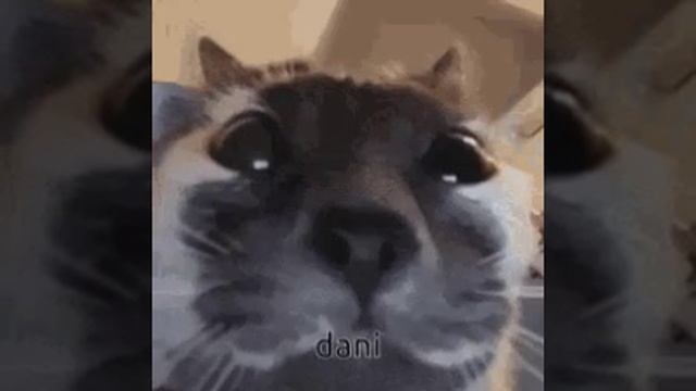 Кот с камерой мем
