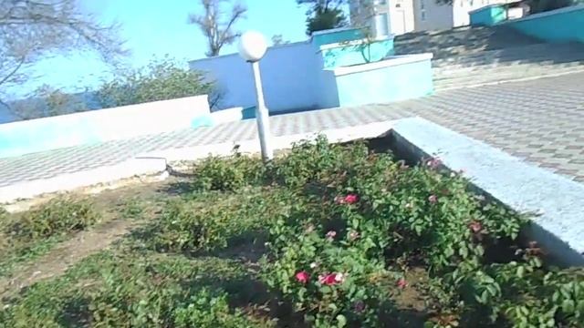 Цветы шиповника на клумбе в Актау