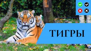 ТИГРЫ – интересные факты