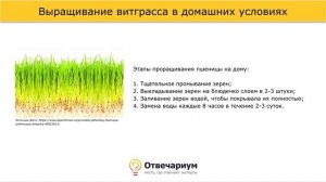 Как самому вырастить витграсс?