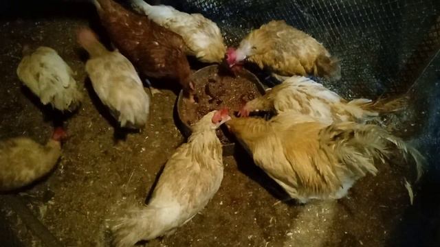 Зимняя мешанка для кур несушек. смотреть онлайн