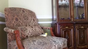 США РУЧНАЯ КАНАРЕЙКА ЛЕТАЕТ ПО ДОМУ,НУЖНА ЛИ СВОБОДА ДЛЯ ПТИЧКИ