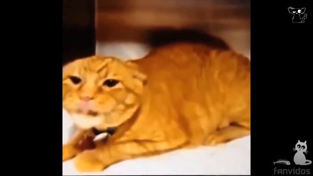 Приколы с котиками. РЖУ ДО СЛЕЗ (BAD CAT). Смешные животные, приколы с животными, приколы с собакам