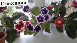 Лучшие комнатные цветы  Названия  красивых цветов и их фото