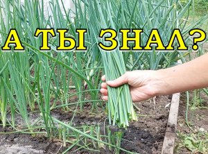 Лучшие ЗЕЛЕНЫЕ ЛУКИ! Выращиваем с весны до осени???