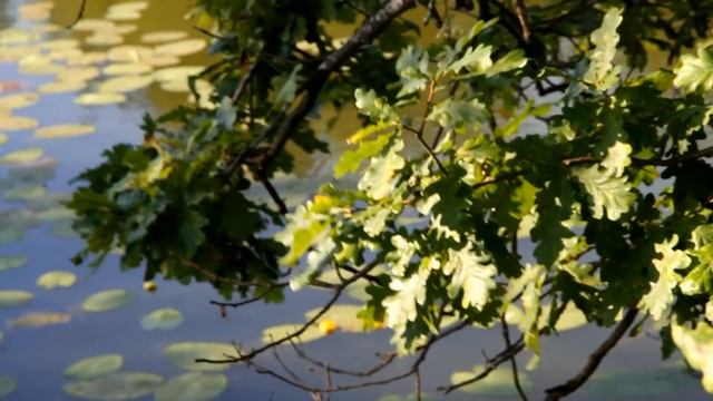 8 августа 2015. Протва,Огублянка. смотреть онлайн