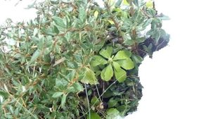 Вечнозелёные ЛИСТВЕННЫЕ растения нашего климата. Обзор.