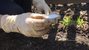 Сделай это весной и пионы будут чудесно цвести! Уход за пионами весной!