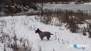 #минибультерьер #дача #семена Прогулка с бультерером. Семена