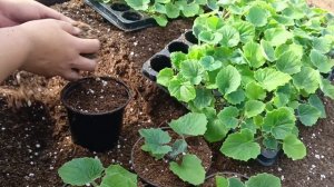 Сажаем цинирарию к 8 марта