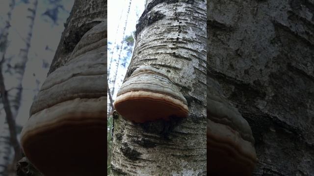 Трутовик березовый смотреть онлайн