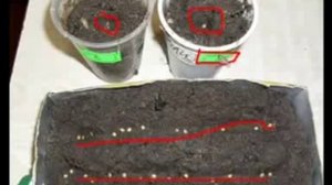 Посадка семян помидоров