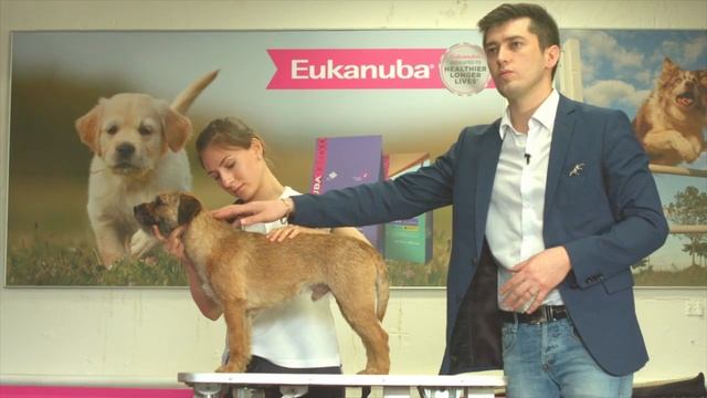 Ринговая подготовка. Урок 6. Постановка собаки в стойку на столе смотреть онлайн