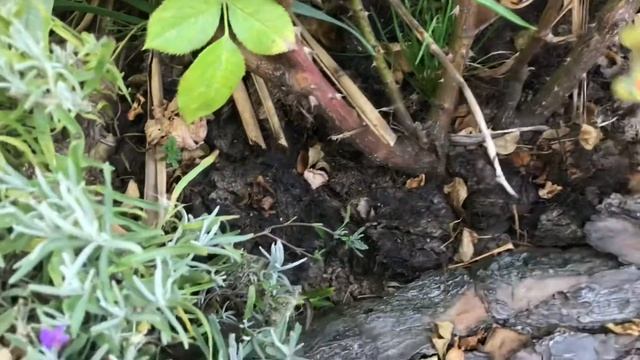 Уход за розами осенью. Обрезка листьев и подкормка! смотреть онлайн