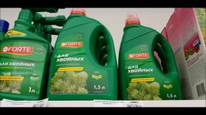 Пожелтение листьев на гортензиях. Хлороз. Как исправить? Часть 2